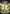 Sydney Thunder BBL Hero Supporter Pack - Mask & Cape Set