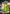 Sydney Thunder BBL Hero Supporter Pack - Mask & Cape Set