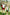 SOUTH SYDNEY RABBITOHS - HERO PACK
