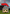 Newcastle Knights NRL Mini Mascot Kids Mask