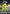 Sydney Thunder Official BBL Merch - Adult Hero Supporter Cape
